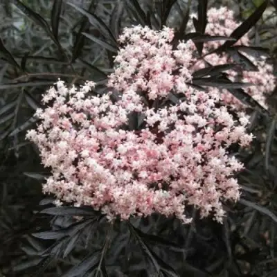 Бузина черная БЛЭК ЛЕЙС ЕВА в Бобруйске