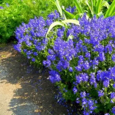 Вероника РОЯЛ БЛЮ большая в Бобруйске