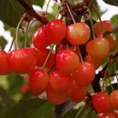 Черешня ДОНЧАНКА в Бобруйске