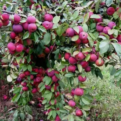 Яблоня ФЛОРИНА в Бобруйске