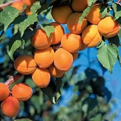 Абрикос ХАРКОТ в Бобруйске