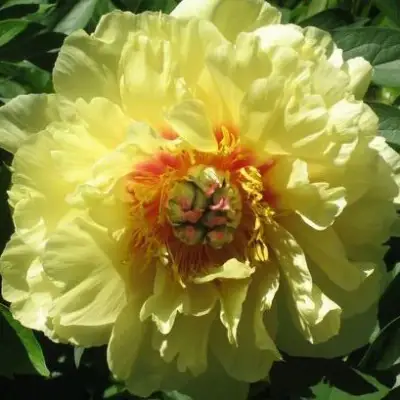 Пион ЗОЛОТАЯ КОРОНА древовидный в Бобруйске