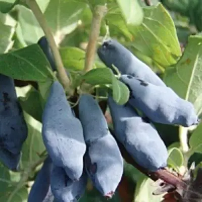 Жимолость съедобная НИМФА (ГАММА) в Бобруйске