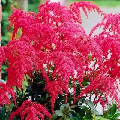 Астильба РЕД ЧАРМ Арендса в Бобруйске