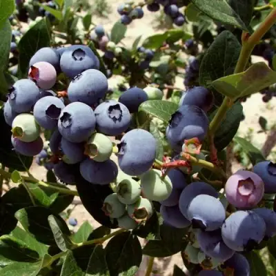 Голубика ЭЛИЗАБЕТ в Бобруйске