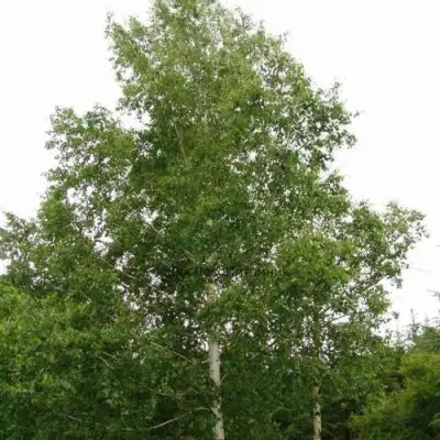 Береза бородавчатая в Бобруйске