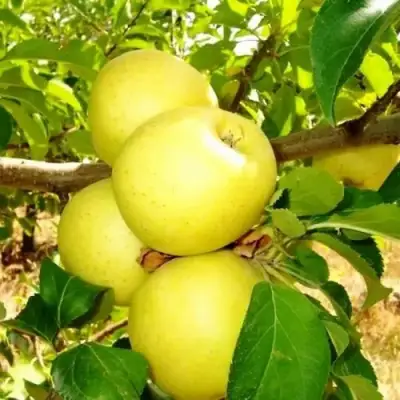 Яблоня ГОЛДЕН ДЕЛИШЕС в Бобруйске