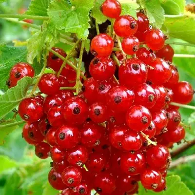 Смородина красная НЕНАГЛЯДНАЯ в Бобруйске