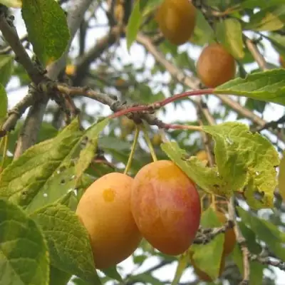 Слива НАТАША в Бобруйске