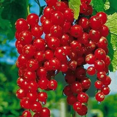 Смородина красная РОВАДА в Бобруйске