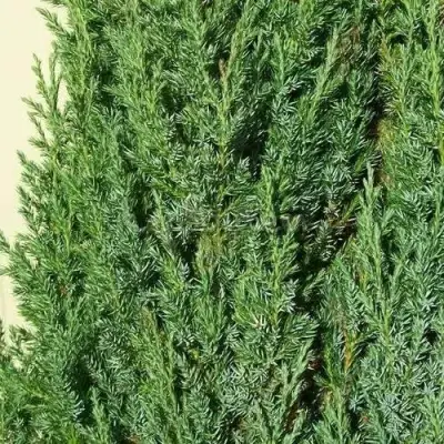 Можжевельник ХИБЕРНИКА обыкновенный  в Бобруйске