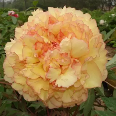 Пион ЗОЛОТАЯ РОССЫПЬ древовидный в Бобруйске