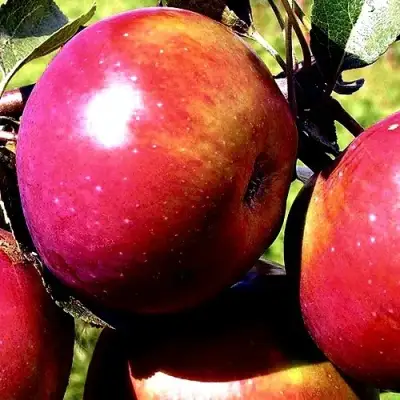 Яблоня ВЕСЯЛИНА в Бобруйске