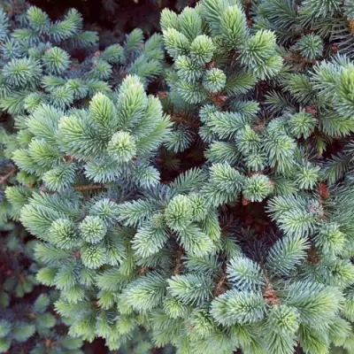 Ель ЭХИНИФОРМИС сизая в Бобруйске