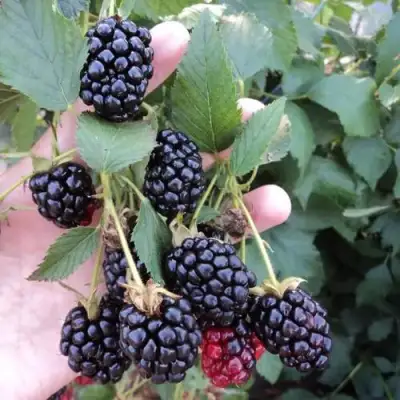 Ежевика ОУАЧИТА бесшипная  в Бобруйске