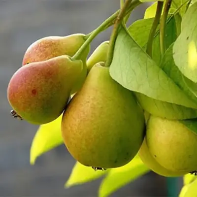 Груша СЕВЕРЯНКА в Бобруйске