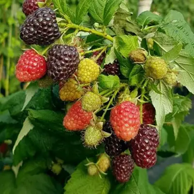 Малина БЛЭК ПОЛЬКА (ХЕБАН) в Бобруйске