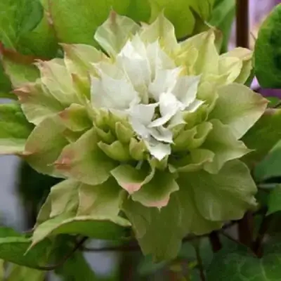 Клематис СЕН-НО-КЕЙЗ в Бобруйске