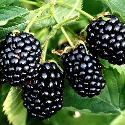 Ежевика ПРАЙМ АРК ТРЕВЕЛЕР ремонтантная  в Бобруйске