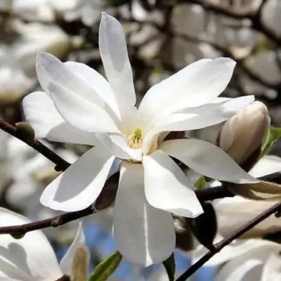 Магнолия ЛЕБНЕРА МЕРРИЛЛ в Бобруйске