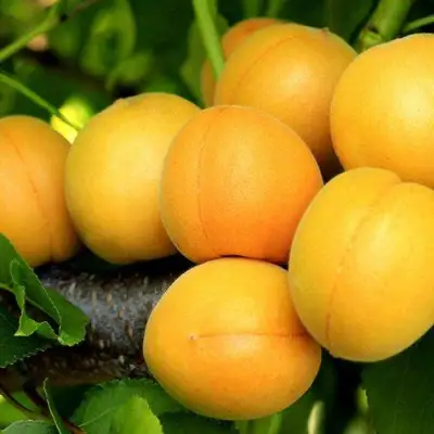 Абрикос ЦАРСКИЙ в Бобруйске