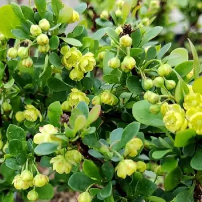 Барбарис КОБОЛЬД тунберга в Бобруйске