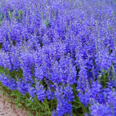 Вероника австрийская в Бобруйске