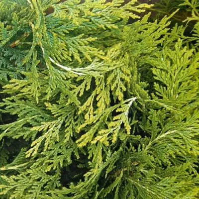 Кипарисовик САНКИСТ лавсона в Бобруйске