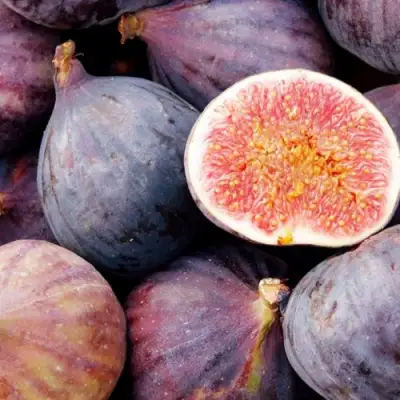 Инжир МУАССОН в Бобруйске