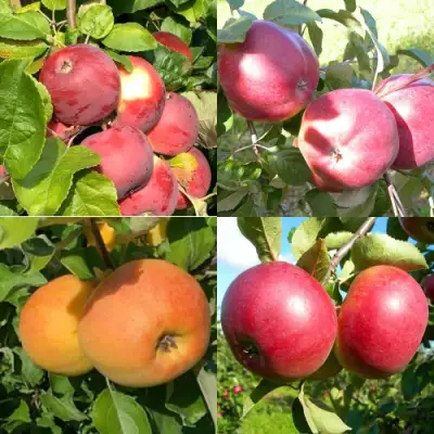 Комплект ЯБЛОНЕВЫЙ КВАРТЕТ в Бобруйске