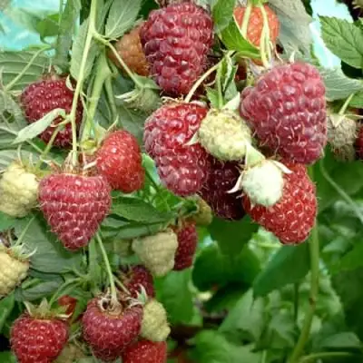 Малина ЖАР-ПТИЦА в Бобруйске