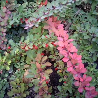 Барбарис ГРИН КАРПЕТ тунберга в Бобруйске