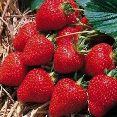 Клубника КИМБЕРЛИ в Бобруйске