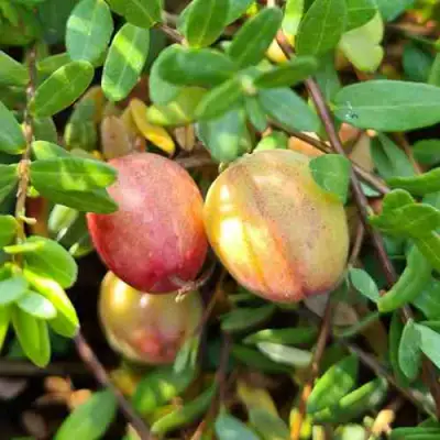 Клюква СТАНКОВИЧ в Бобруйске