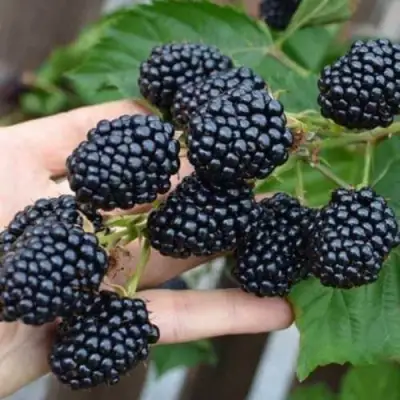 Ежевика ДЖАМБО бесшипная  в Бобруйске