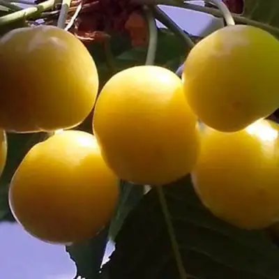 Черешня ЧЕРМАШНАЯ в Бобруйске