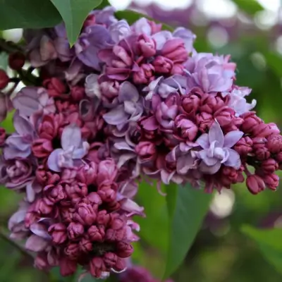 Сирень П.П.КОНЧАЛОВСКИЙ в Бобруйске