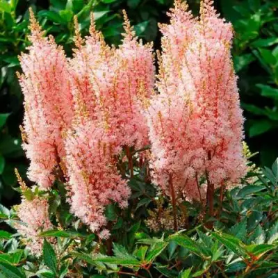 Астильба ЛУК ЭТ МИ японская в Бобруйске