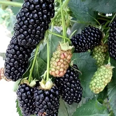 Ежевика ПРАЙМ АРК 45 ремонтантная   в Бобруйске