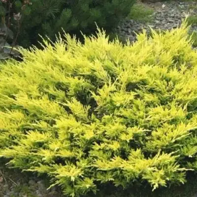 Можжевельник ЛАЙМ ГЛОУ горизонтальный  в Бобруйске