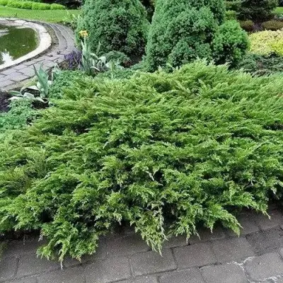 Можжевельник РОКЕРИ ДЖЕМ казацкий  в Бобруйске