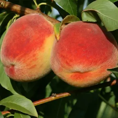 Персик МАРИЯ в Бобруйске