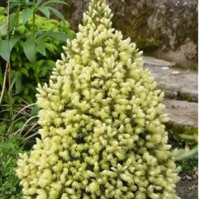 Ель МАЙГОЛД колючая в Бобруйске