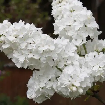 Сирень ФЛОРА в Бобруйске