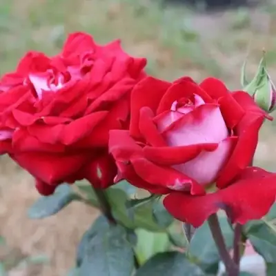 Роза АЛЬЯНС чайно-гибридная в Бобруйске