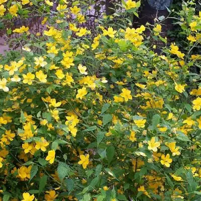 Керрия японская ГОЛДЕН ГИНЕЯ в Бобруйске