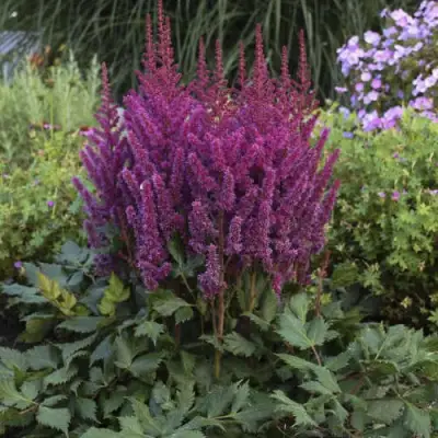 Астильба ВИЖНС китайская в Бобруйске