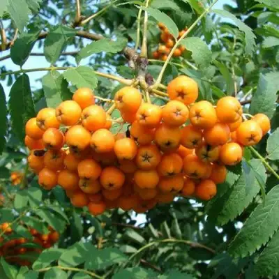 Рябина НЕВЕЖИНСКАЯ ЖЕЛТАЯ сладкоплодная в Бобруйске