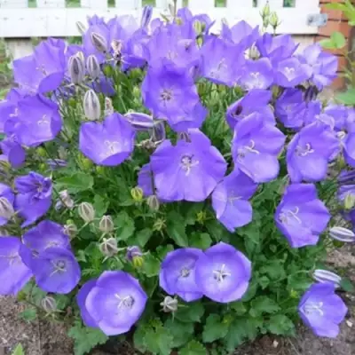 Колокольчик САНТА карпатский в Бобруйске