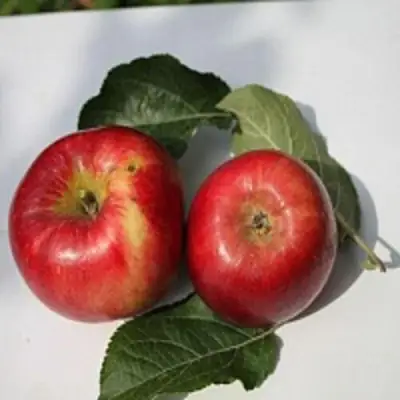 Яблоня РЕДФРИ в Бобруйске